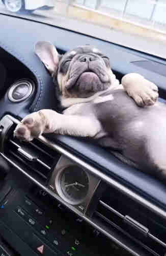 A French bulldog is photographed sleeping on its back on top of the dashboard. 