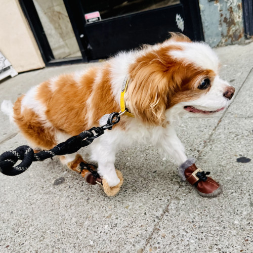 Cookie the Cavalier strutting down a street with boots on 