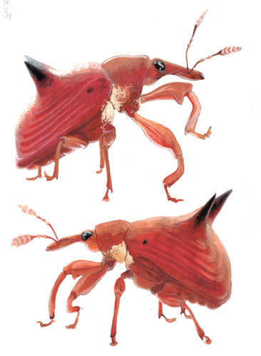 a gouache painting in portrait format of two weevils, one on top facing to the right, one below facing to the left. They are intensely orange-red creatures floating in empty white space. Their placement is purely graphical, there is no illusion of the two weevils sharing a 3d space. Each weevil has two black spikes on their back, and black shiny eyes, functioning as accents in their otherwise overwhelming orange-reddishness