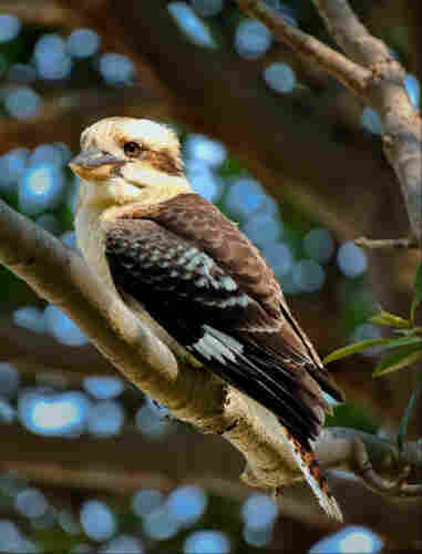 A kookaburra (the largest species of kingfisher) perches in the sunshine on a tree branch, with blurry foliage behind. Its head is turned toward the camera, with one eye keeping watch on the fool with a camera from a distance