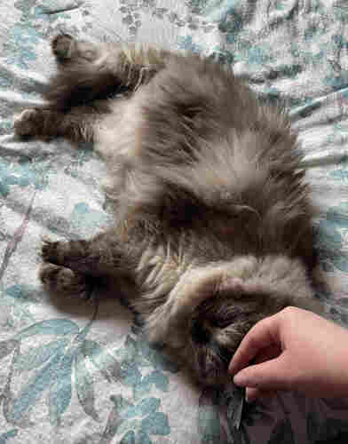 Birman cat lying on her side on a bed looking very relaxed while I pet her head