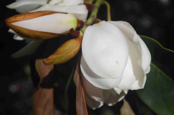 creamy white magnolia flower and some magnolia buds losing their golden-brown covering, in bright direct sunlight with dark foliage behind