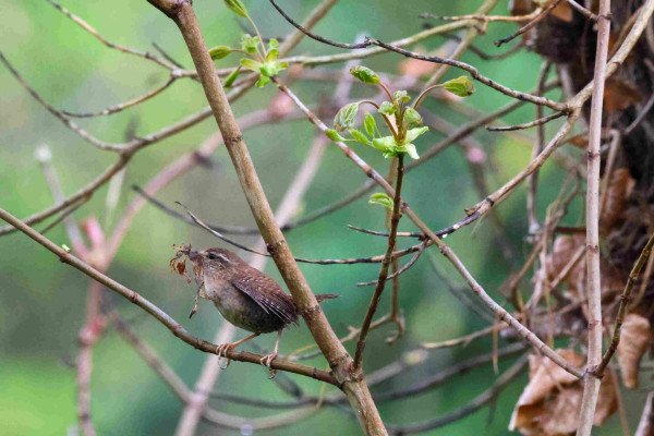 A wren perched on a branch, holding nesting material in its beak