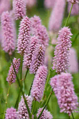 A group of bottle-brush shaped pink flower heads at the end of grass-like stems, all leaning slightly in the wind. In the background there are more flowers and blurry green foliage