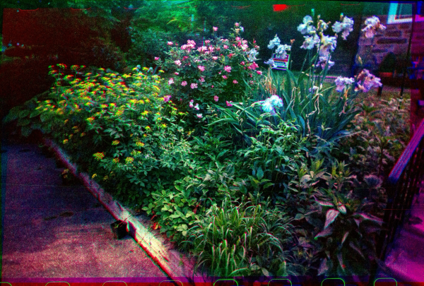 A colorful photo of our garden with many blossoming native plants, plus roses.