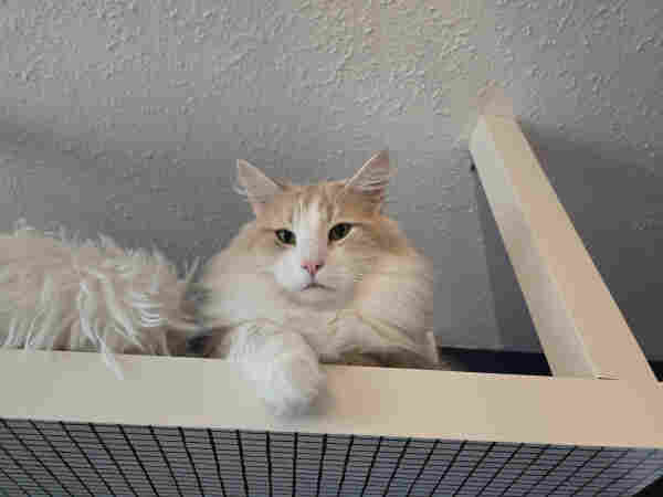 Tomcat Fynn lying on a table mounted on the ceiling