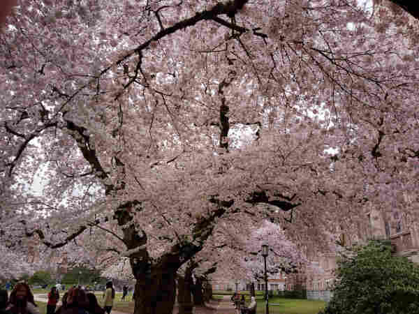 Rather low-quality phone image of several cherry trees in full bloom on the University of Washington campus late on a gray day in March.