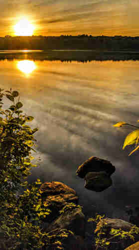 Standing on the shore of a large lake. There are small leafy shrubs to our right and left,  several partially submerged boulders just offshore. In a sky streaked with long hazy silver clouds, the sun is setting above the wooded far shore, looking like a large blob of golden fire and tinting the streaky clouds near and along the horizon gold and orange. All this is mirrored on the lightly rippled lake surface.