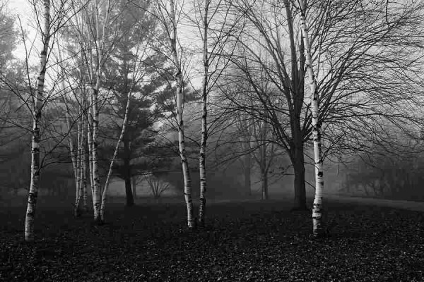 Black and white birch trees and evergreens with fallen leaves, path and heavy fog