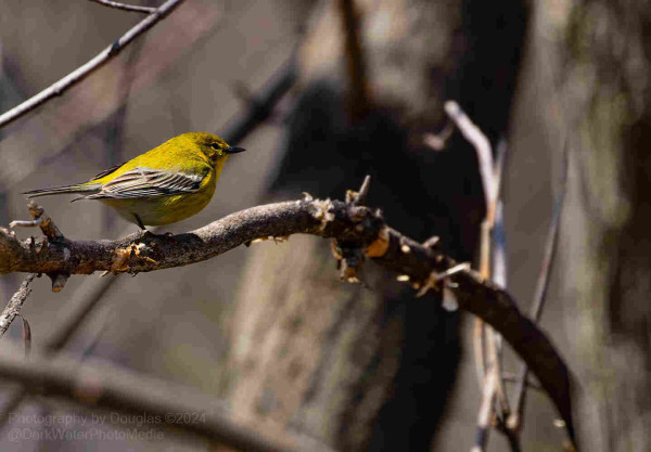 Pine Warblers are yellowish birds with olive backs, whitish bellies, and two prominent white wingbars on gray wings. Adult males are the brightest; females and immatures are more subdued and can even appear gray-brown.