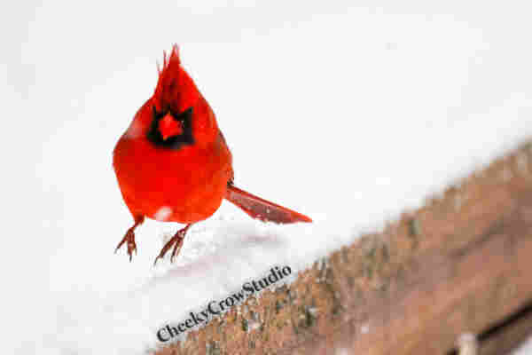 A male cardinal hops in the snow.
