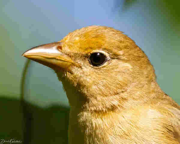 Portrait of a golden bird with a golden beak and a dark brown eye