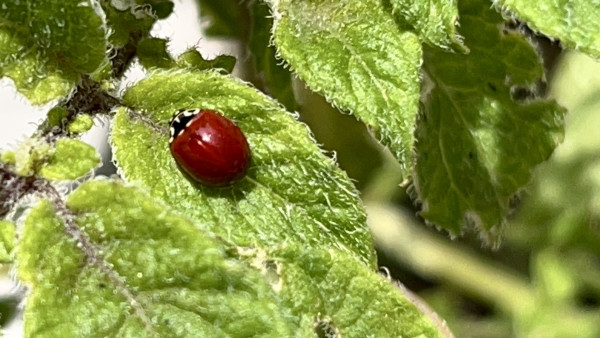 Spotless ladybug on a bright green fuzzy leaf. These are sometimes called “blood-red” ladybugs, and this one does look like a perfect drop of blood at first glance. A closer look reveals the black and white pattern of false eye spots on the pronotum plate behind the wee head.