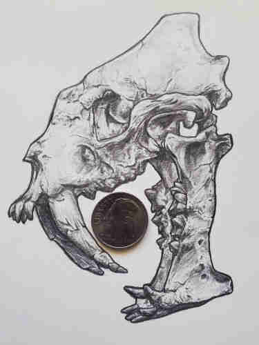 A detailed pencil illustration of a Hoplophoneus skull in profile facing left. Its mouth is open, exposing long canines, and a dime has been placed between its open jaws for scale. The dime is just barely held within the mouth.