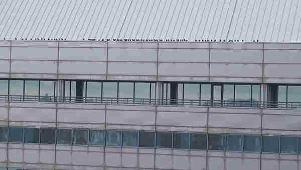 photo of building with many birds perched along the ledge