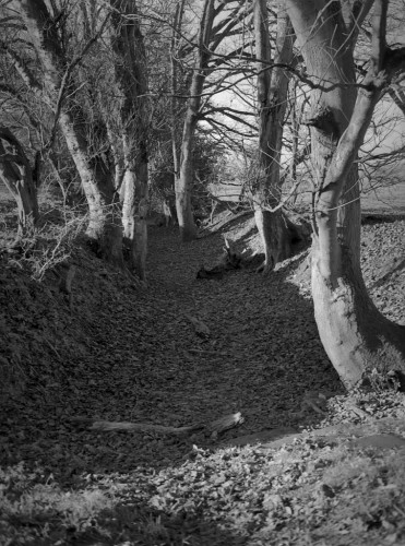 Beech trees stand either side of an ancient sunken, muddy lane (just opposite Kenilworth Castle, possibly leading to the quarry from which part of the Castle was made). Black and white photo in portrait format.