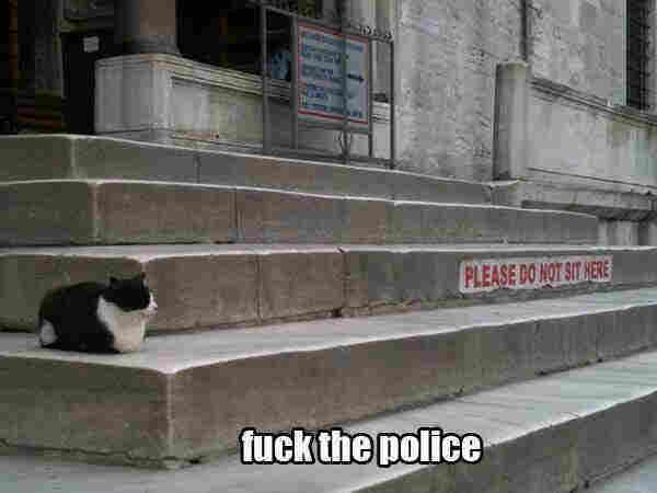 A photo of a black and white cat sitting on the grand grey concrete steps of a public building. Painted on the riser a few feet away from it, there is a sign (red text on white background) that says "please do not sit here" (in all caps). 

The caption says "fuck the police". 