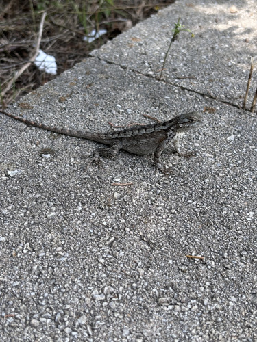 Texas spiny lizard resting on a concrete block enjoying the day. 