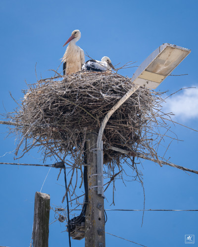 Color photo of two storks in a large nest built on top of a wooden power & light pole. 