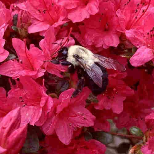 A bumblebee on bright dark pinky red azalea flowers. The whole photo is like a wall of azalea flowers. The bee is facing left and sticking its head inside an azalea flower. Its thorax is fuzzy beige.