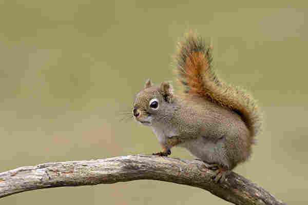 The eye of the squirrel is in the middle of the photo.
It is sitting on a branch and facing to the left.
