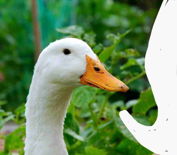 Duck with speech bubble