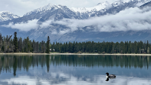 A serene lake with a loon on its surface, surrounded by a dense forest of evergreen trees, with majestic snow-capped mountains in the background and low-hanging clouds partially covering the mountains. On the far shore are cabins. 