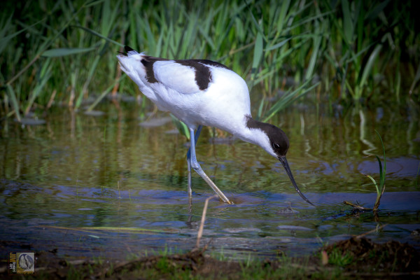 A is for Avocet (Pied)
