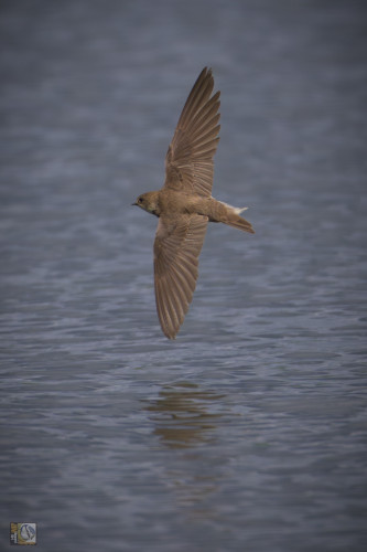 a small swallow (sand martin) in flight very close to the surface of the lake
