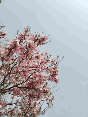 Photo of a magnolia tree, taken from below it.

Beautiful pink blossoms.

Sunny pastel sky in the background.