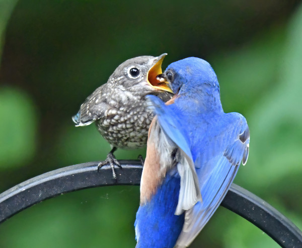 Adult male bluebird on the right, baby (fledgling) bluebird on the left with its mouth open. Papa is about to insert his beak, with food in it, into the baby's beak.