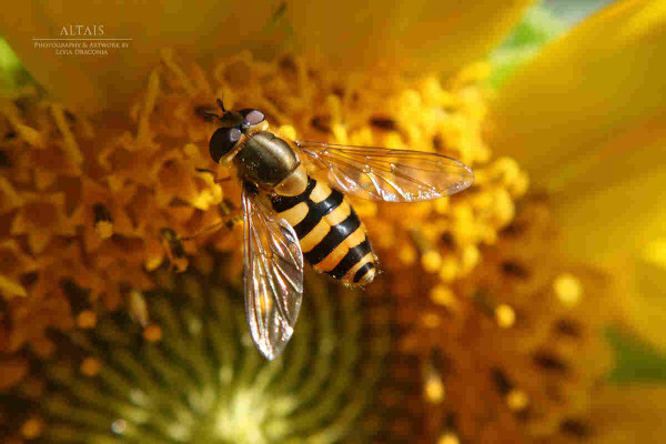 Schwebfliege auf Sonnenblume
-
Hoverfly on a sunflower