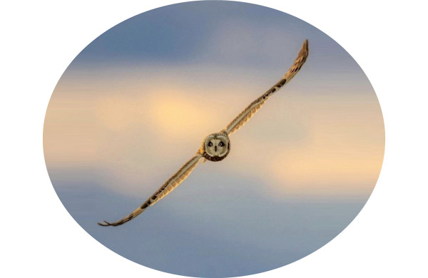 A short eared owl in flight, looking directly toward the camera, with wings symmetrically extended at 45° and 225° angles