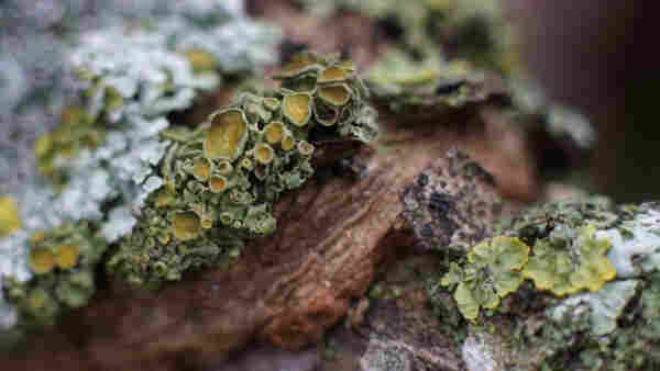 lichen on a wooden log