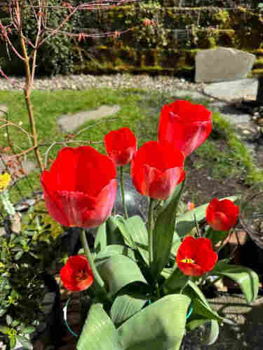 Big red tulip flowers!