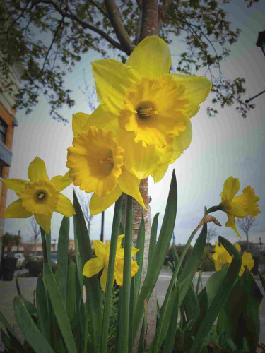 Cheerful, bright yellow daffodils.
Background is a parking lot.