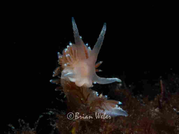 A translucent nudibranch with frosted white tips and red cerrata perches atop a small piece of seaweed with black background