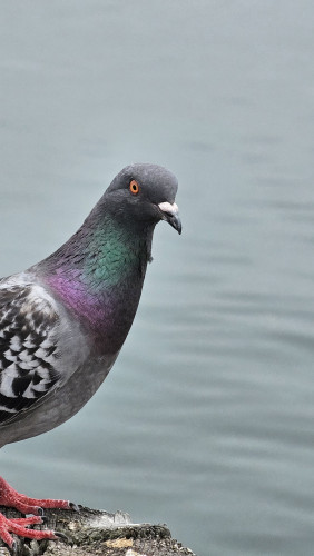 pigeon on a pier pylon 