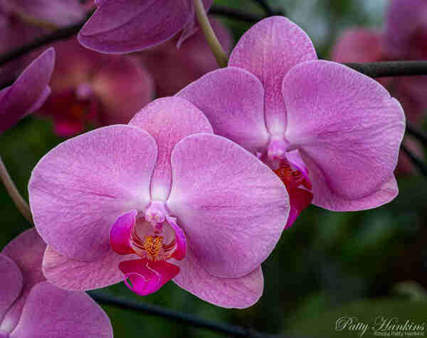 A pair of pink phalaenopsis (moth) orchids