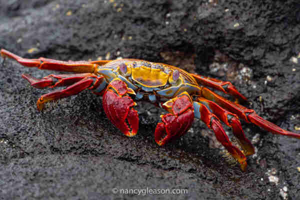 Close-up photo of a crab with red legs, orange face, purple eyes, and blue mouth parts. It is facing the viewer directly. The background is black lava rock.
