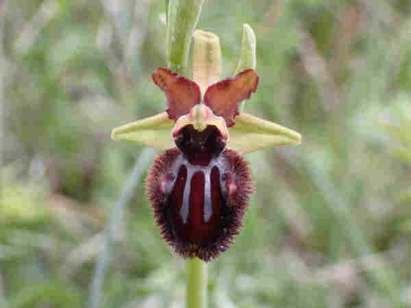 A black bee orchid flower with its long scruffy hair.