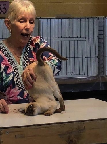 A women scratches a siamese cat. The cat has raised it's butt enjoy the stretch and lowered its chin to rest on the table contorting itself is a hilarious and cute way. 