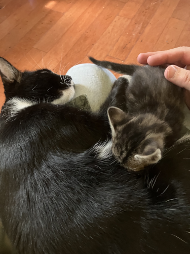 Black-and-white mom cat suckling kitten 