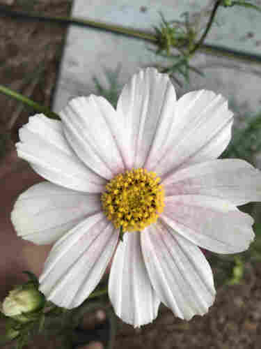 A white cosmos flower with a yellow center, except it has light pink dapple/starburst pattern over the white petals 