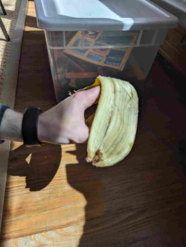 A banana peel with a very small hole in it is used to project the partially eclipsed sun onto a wooden floor.