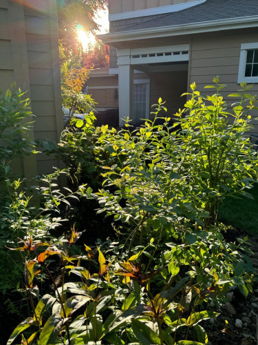Corner garden with several blueberry bushes. The afternoon sun peeks through the purple plum tree in the background. 