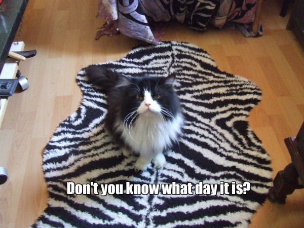 A black and white British Longhair cat with the caption: Don't you know what day it is?