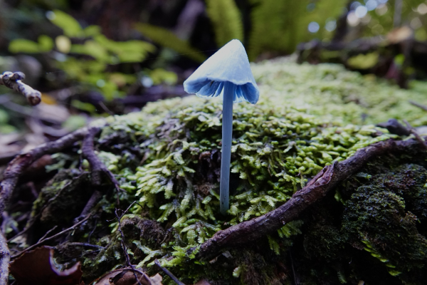 The blue pinkgill mushroom on a mossy stone