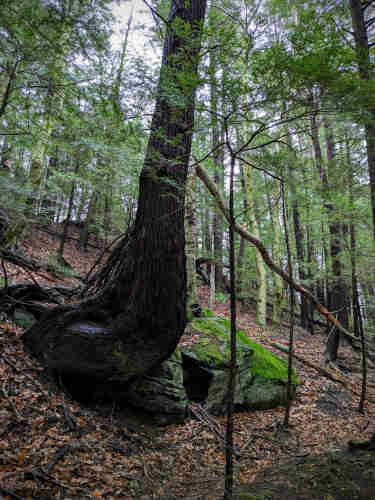 A large eastern hemlock, growing on a large rock on the side of a hill. The hemlock trunk is curved almost like a trail tree, and the rock is covered in bright green moss.