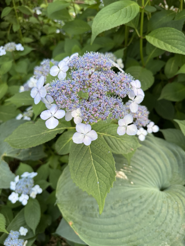 Broad dark green leaves surrounding a pale blue cluster of darker purple flowers, the flower shaped blooms are bracts— the seed producing parts and nectar of the plant are in the dense central cluster. 
